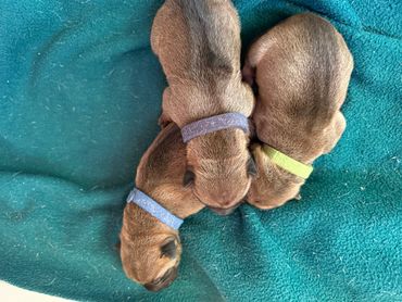 boy pups 2 days old