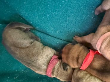 girl pups 2 days old