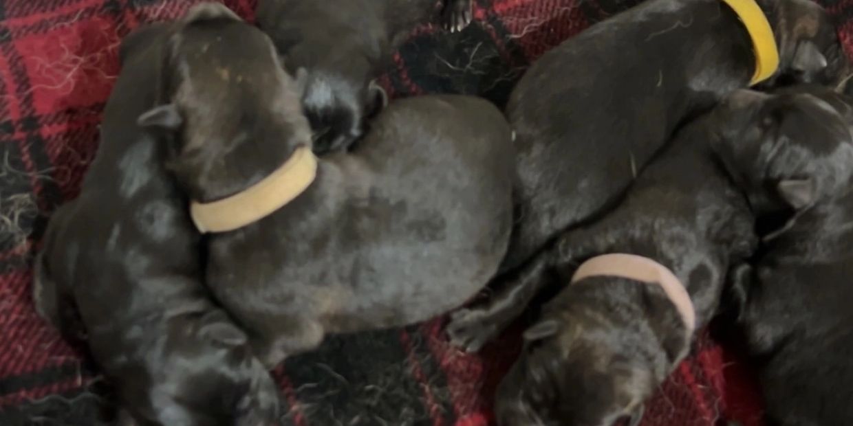 Group of newborn puppies sleeping together.