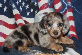 Black and Cream Dapple