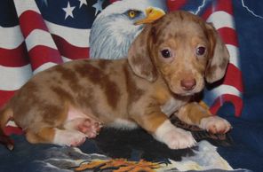 Chocolate and Tan Dapple