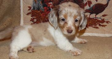 DAPPLE GIRL A RARE FIND
SHE IS A LONG HAIRED GIRL
AKC  GO HOME DATE 11/24/2011
WE HAVE 7 BEAUTIFUL