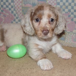 Beautiful Dapples in all colors are possible