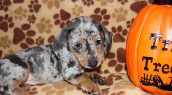 Blue and Cream Dapple