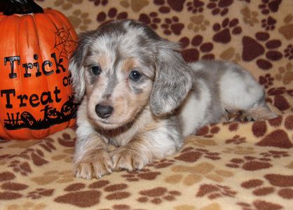 Outstanding Blue and Cream Long Haired Dapple