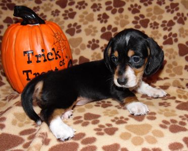Black and Tan Piebald