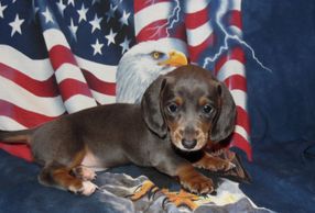 Beautiful Blue and Tan Smooth Coat