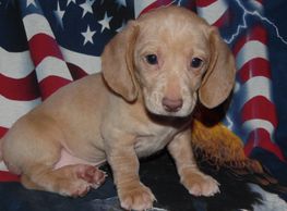 Creams are in most every litter