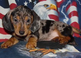 Smooth Black and Tan Dapple