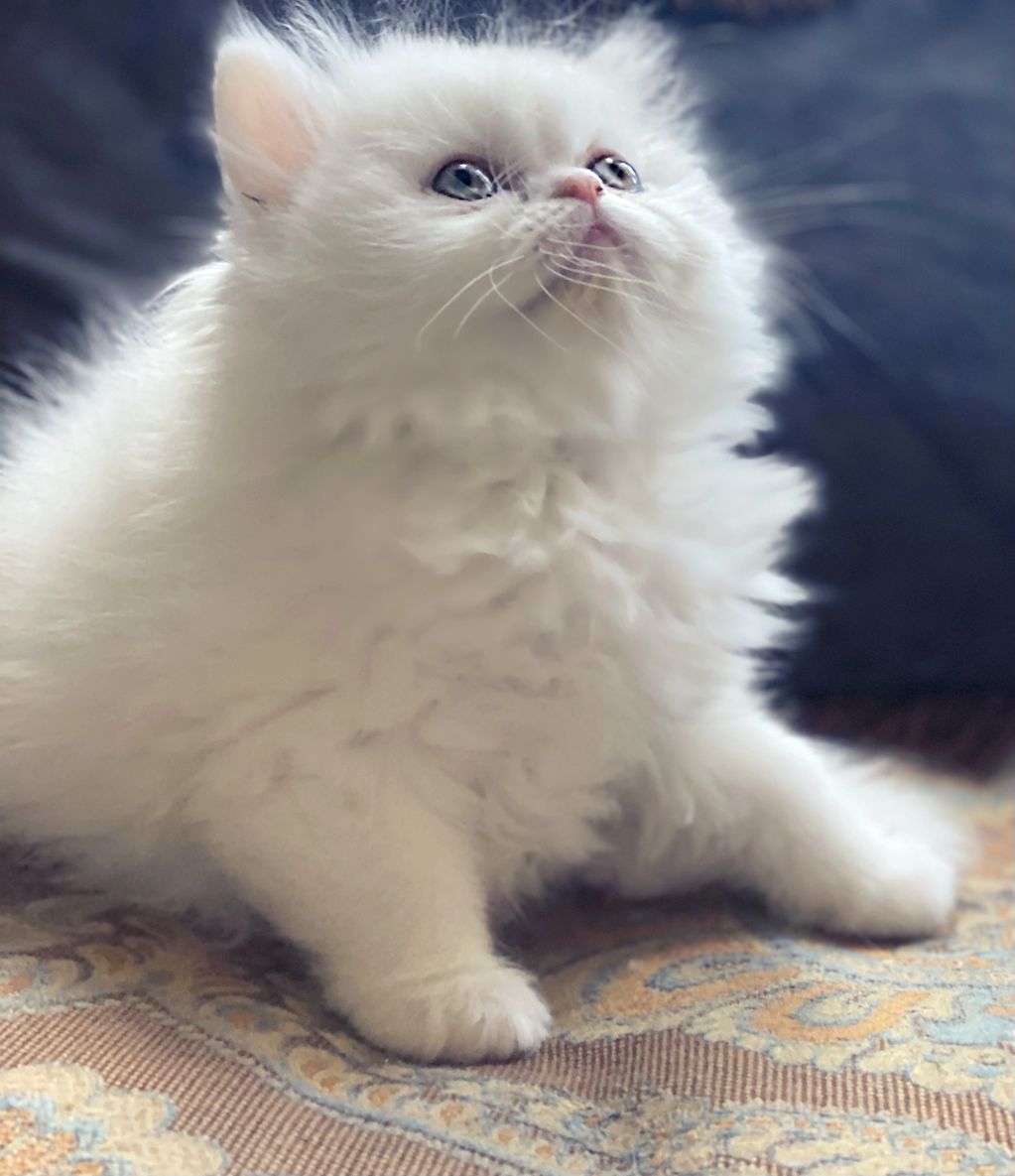Solid White persian and Kitten mail available for sale in Dallas