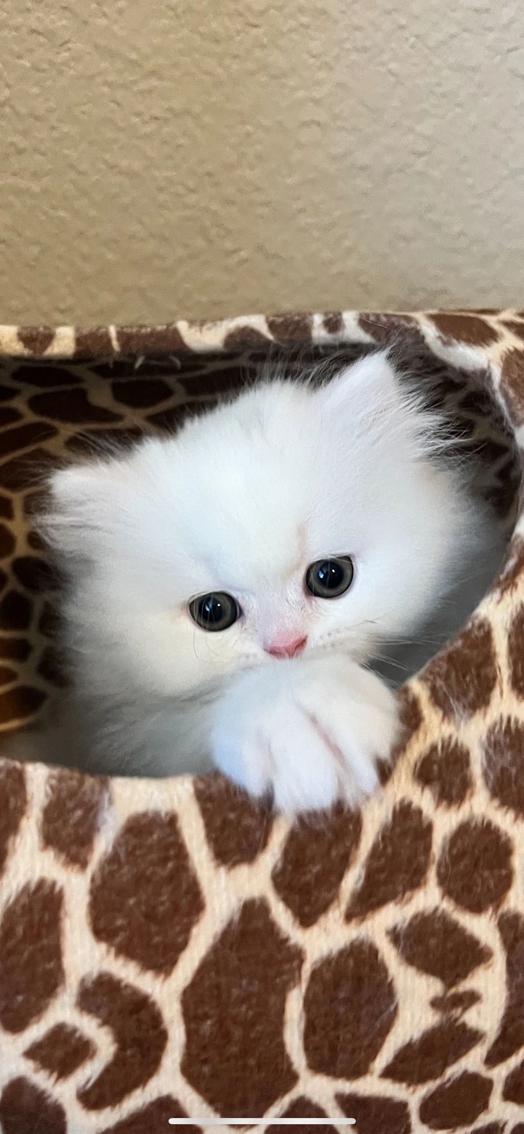 White persian kitten for sale with gold eyes sitting in a giraffe kitten condo