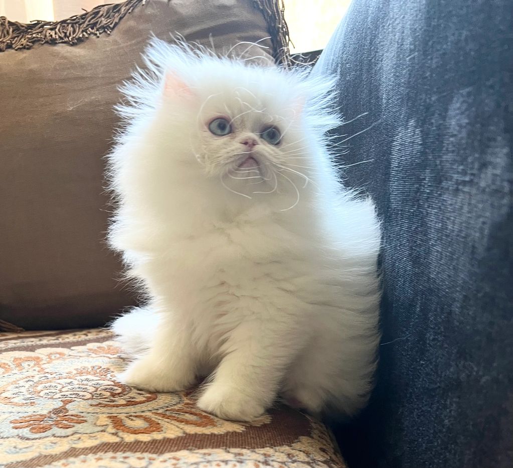 Beautiful White Fluffy Persian Kitten with blue eyes for sale in Dallas Texas