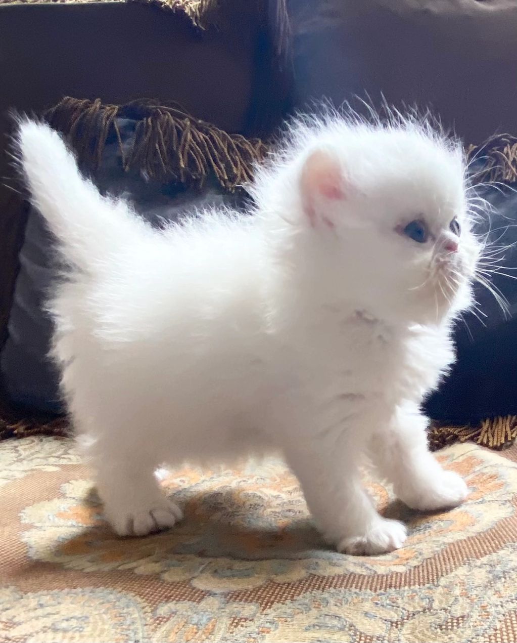 Teacup Persian kitten for sale Dallas