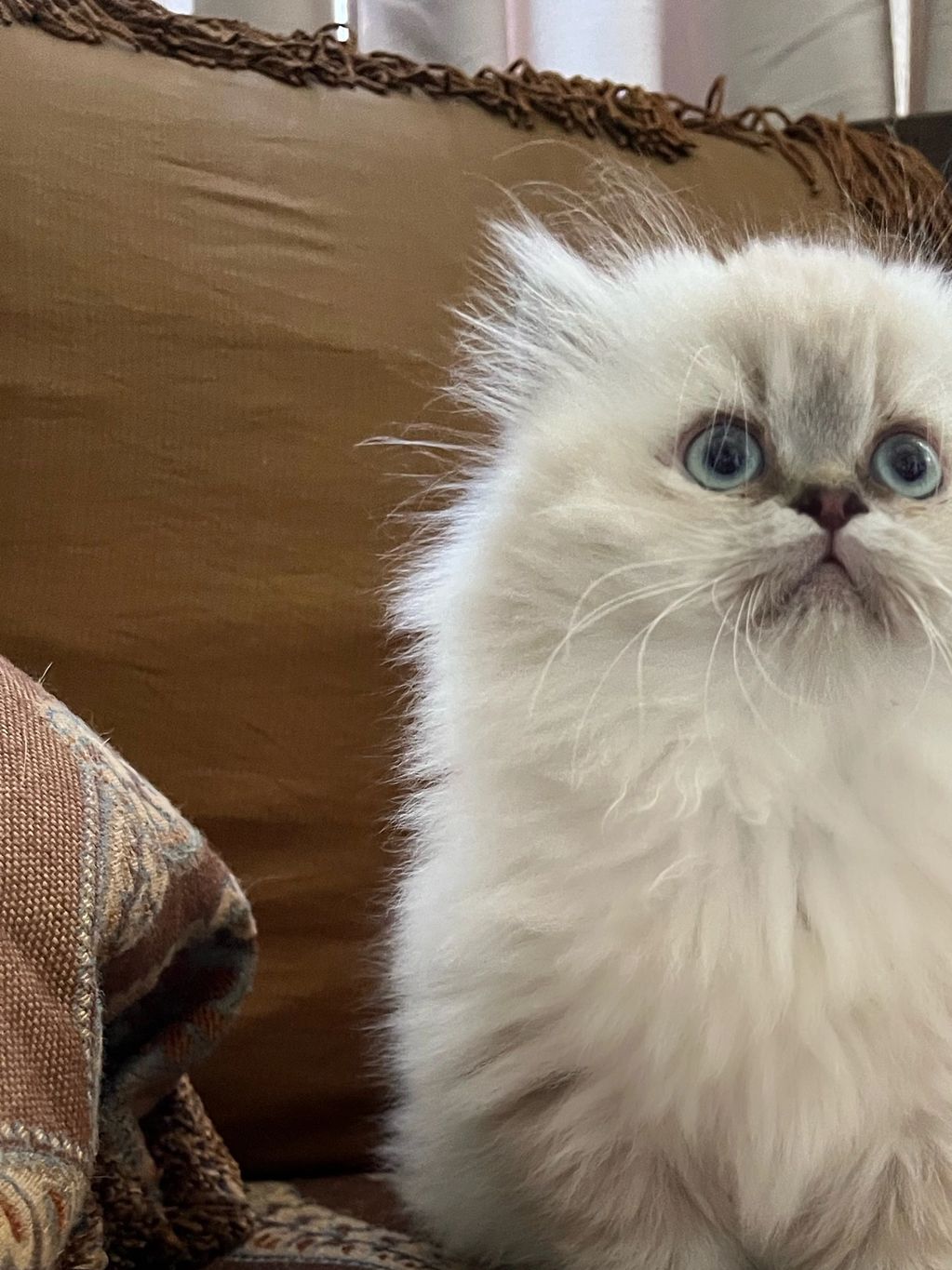 Seal Lynx Point Himalayan Persian Kitten for Sale in Dallas Texas