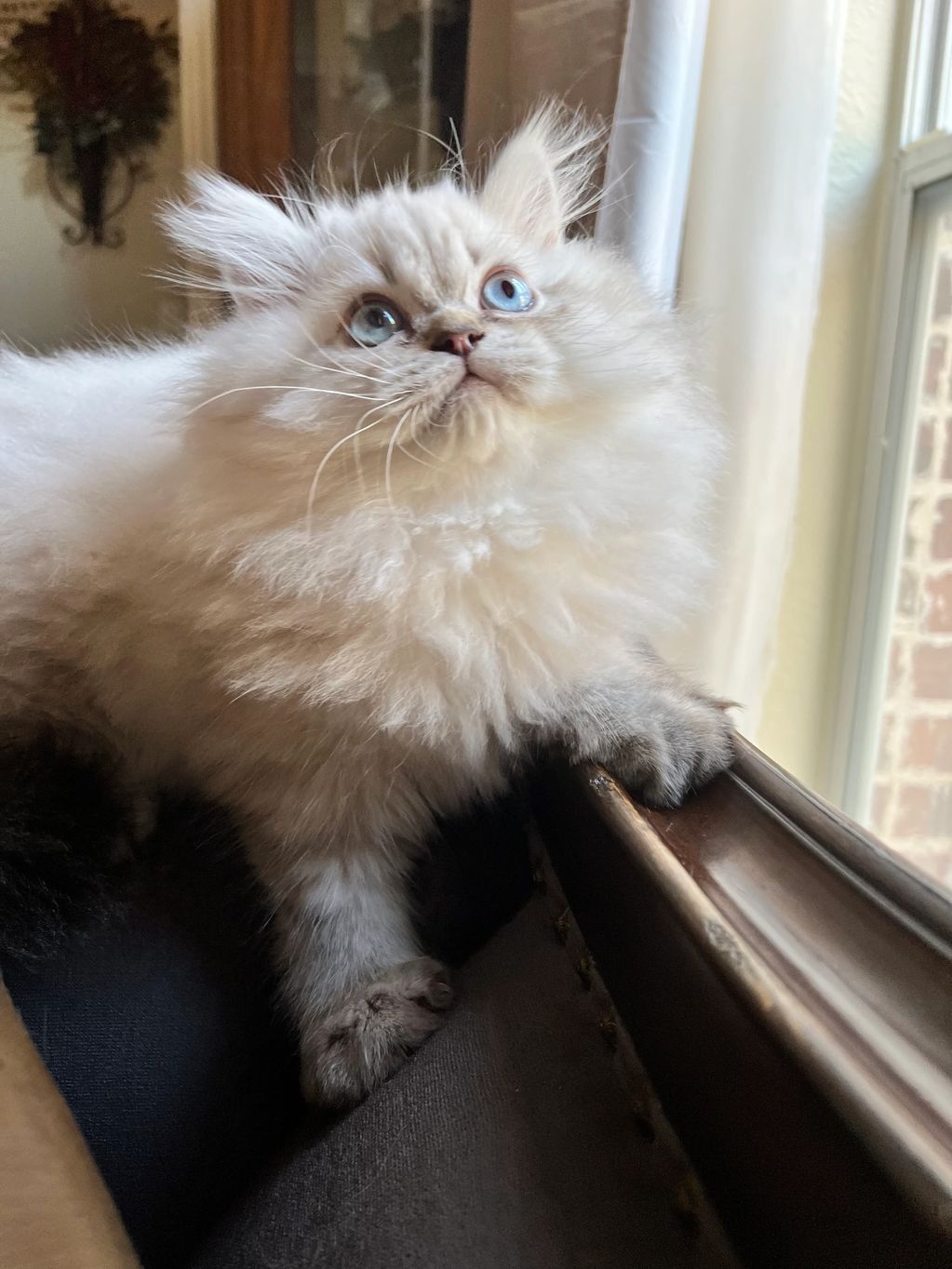 Seal Lynx Point Himalayan Persian Kitten for sale in Dallas Texas