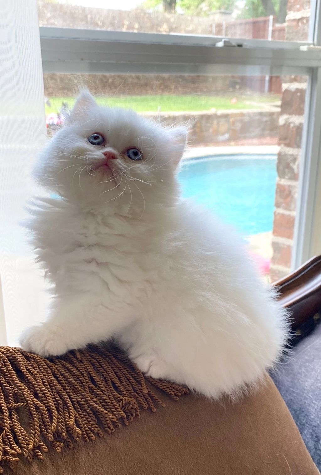 Solid White Female Persian Kitten available for sale in Dallas