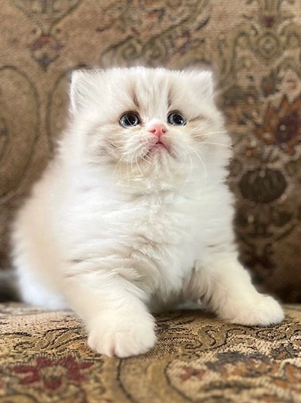 10 week old seal lynx point persian kitten with blue eyes sitting alert on a couch
