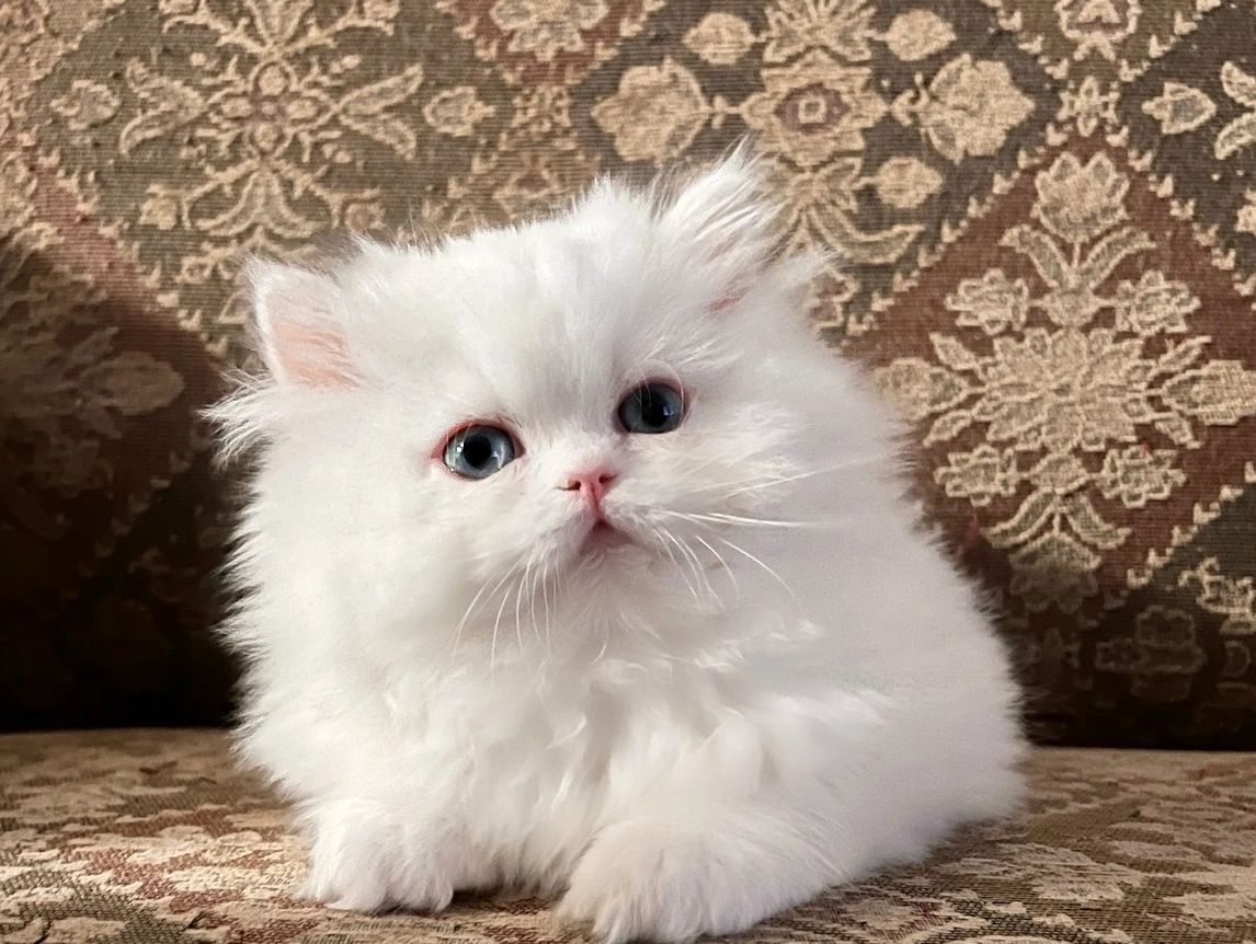 White Persian KItten for Sale
My Name is Murphy Snickers 
I'm a beautiful white persian cat sitting