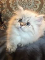 Himalayan Persian Kitten Creme Lynx Point
Doll Faced Persian Kitten
Persiankittenpals.com 
Doll Faced Persian Kittens for sale in Dallas
Creme Lynx Point Himalayan Persian
