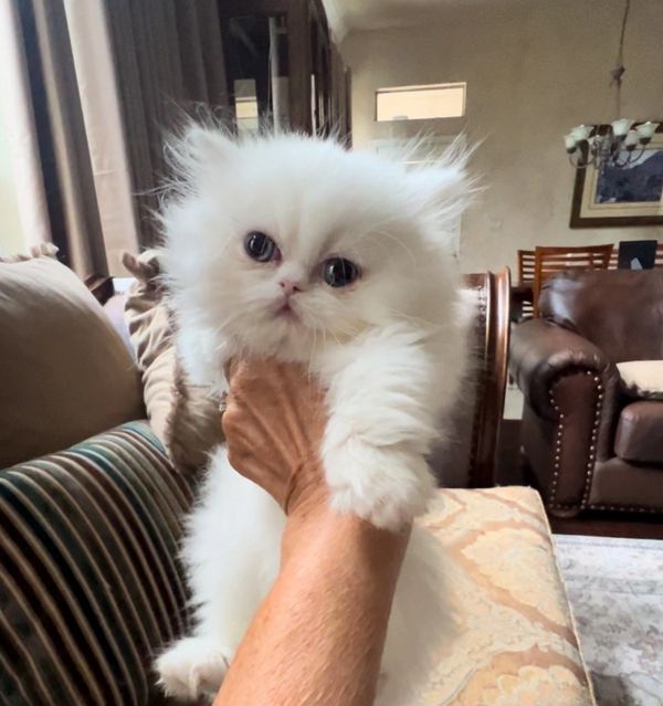 Someone holding a 6 week old white persian kitten in the air