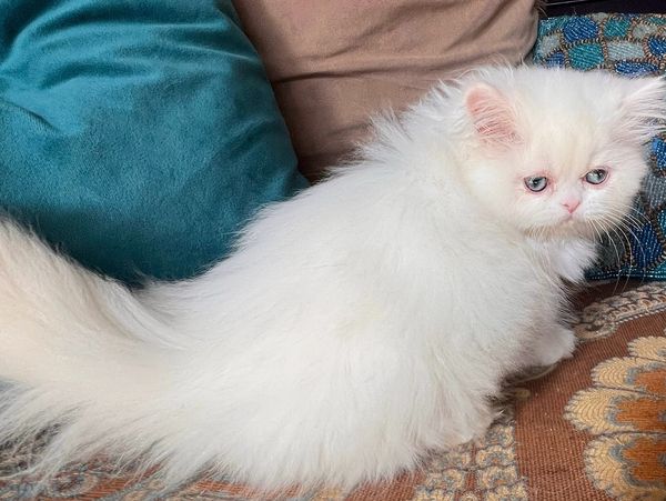 White Persian kitten for sale in Texas