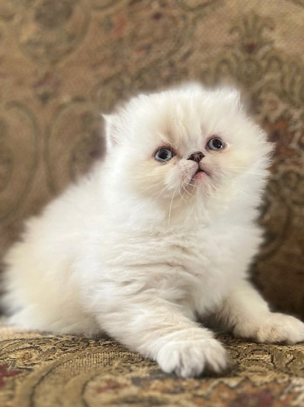 Seal Lynx Point himalyan persian kitten with blue eyes posing on couch with paws in front