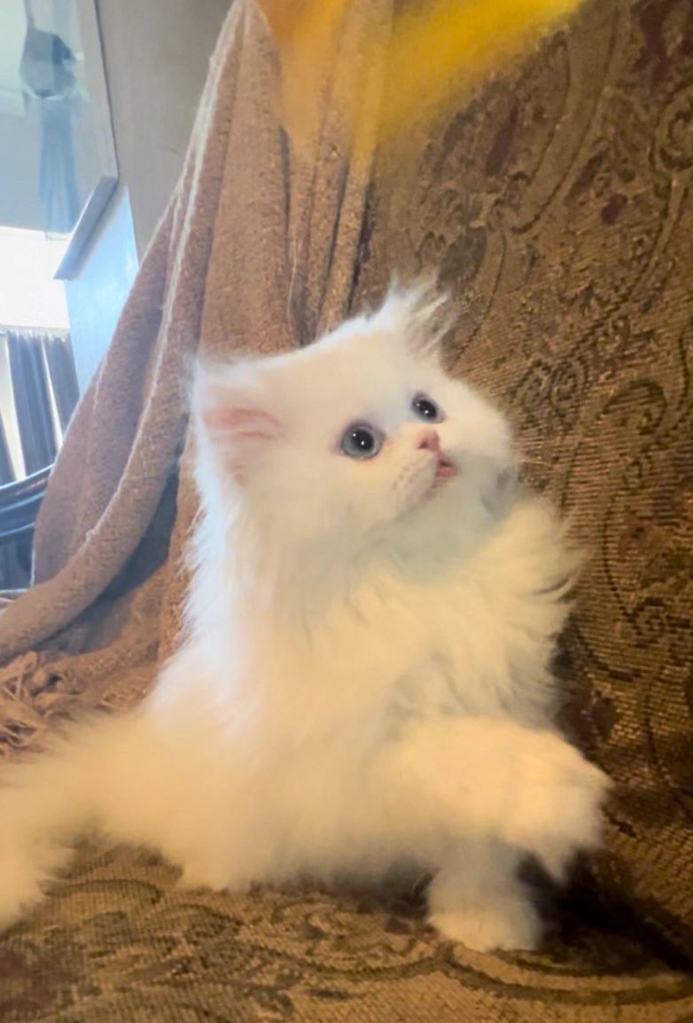 White Persian kitten 12 weeks old sitting on couch lifting paw