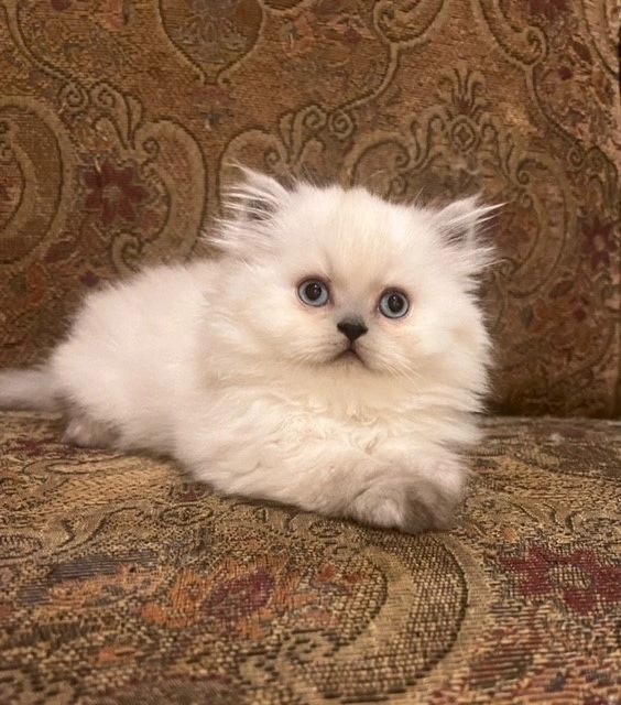 Seal Lynx point Persian kitten sitting on couch with paws crossed
