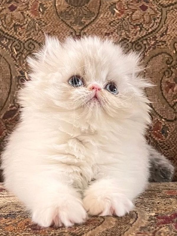 Seal Lynx Point Himalayan Persian kitten with Blue eyes for sale in Texas