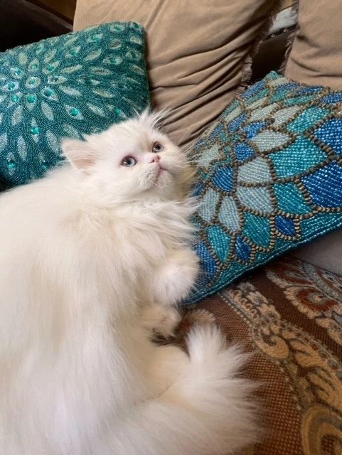 Blued eyed White Persian kitten for sale