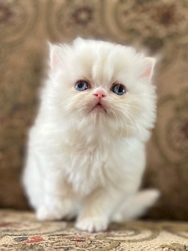 white female persian kitten for sale in texas with blue eyes