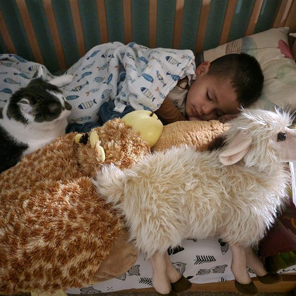 boy sleeping in bed with his cat