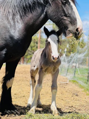 This little filly was born 5/11/2023.