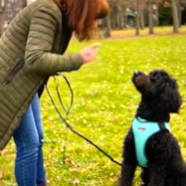Black golden doodle learning to sit