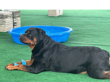 Cleopatra is the oldest daughter 2 1/2 yr old from Cesar and Xena