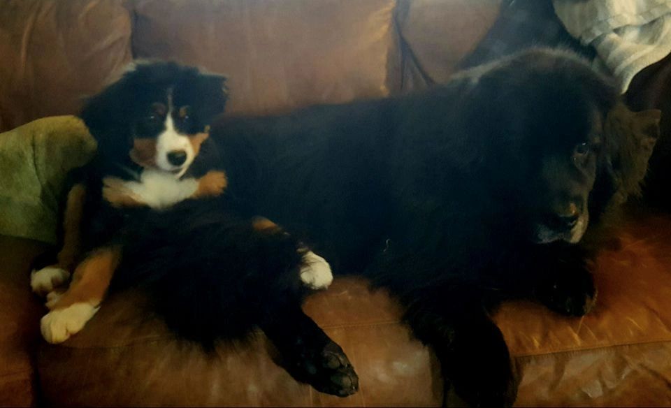 About Us WagZone Pet Services