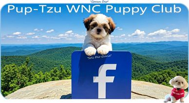 A Shih Tzu puppy playing around the Facebook logo with the mountains of NC in the background.