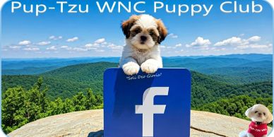 A Shih Tzu puppy playing around the Facebook logo with the mountains of NC in the background.