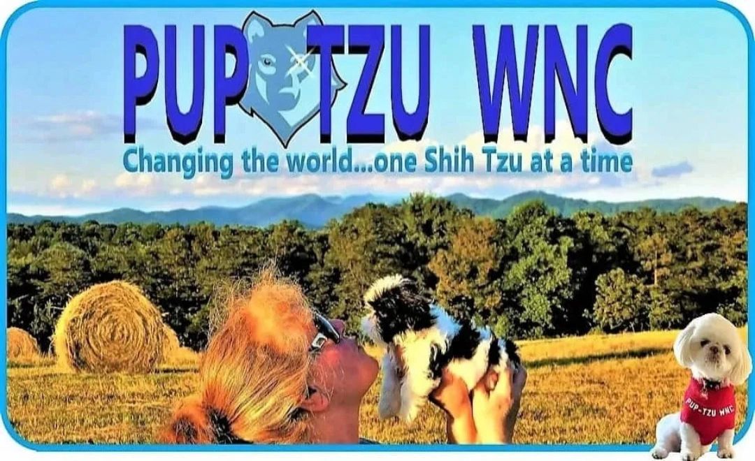 Shih Tzu puppies for sale in-near NC-SC-GA-VA-WV-TN-MD-FL-AL-LA-shows the mountains and a blue sky.