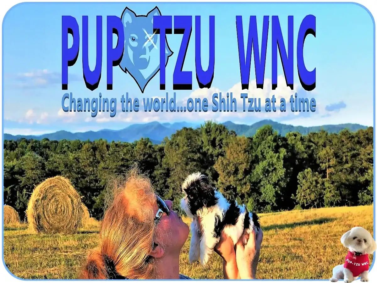 Health-guaranteed Shih Tzu puppy for sale. We offer personal nationwide delivery to all 50 states.