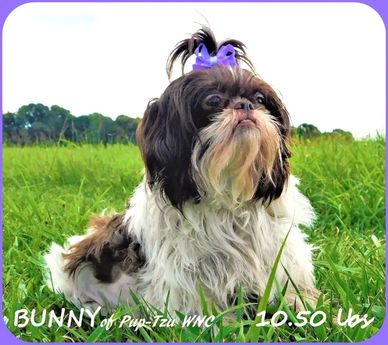 A brown and white female Shih Tzu with puppies for sale in all 50 states by Pup-Tzu WNC in NC.