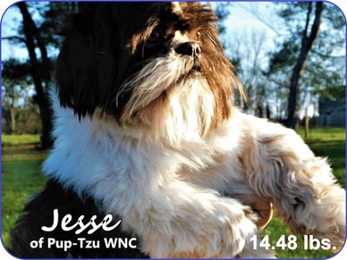 A parti-colored Shih Tzu with puppies for sale in NC-SC-TN-FL-MI-VA-MD and nationwide.
