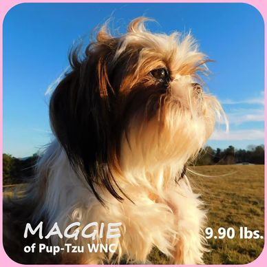 A red and white Shih Tzu with Puppies soon for sale in NC with nationwide delivery by Pup-Tzu WNC.