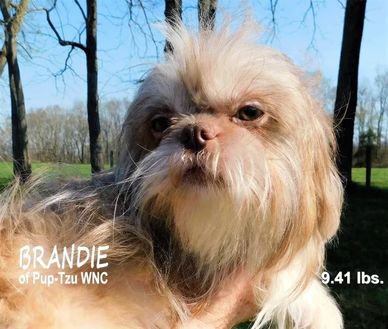 A blonde female Shih Tzu with puppies for sale in NC, SC, TN, VA, GA and nationwide by Pup-Tzu WNC.