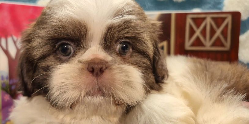 Shih Tzu puppy for sale-brown & white coat may lighten or darken as it matures | Pup-Tzu WNC.