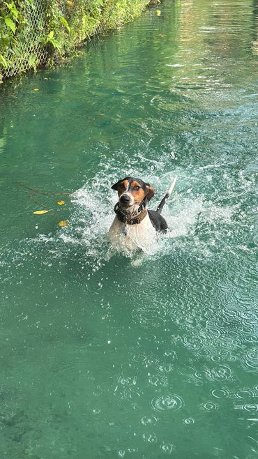 Dog joyfully splashing in clear green water near a leafy fence.
