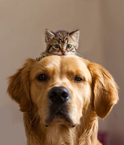 A small kitten sitting on the head of a dog