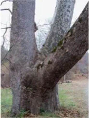 Friendship Sycamore tree est 325 years old