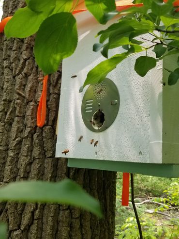 Honeybees in a swarm trap.
