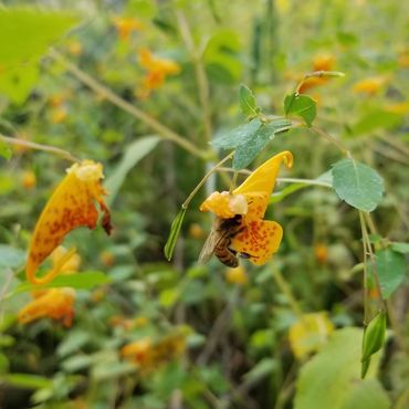 Honeybee pollinating jewelweed.
